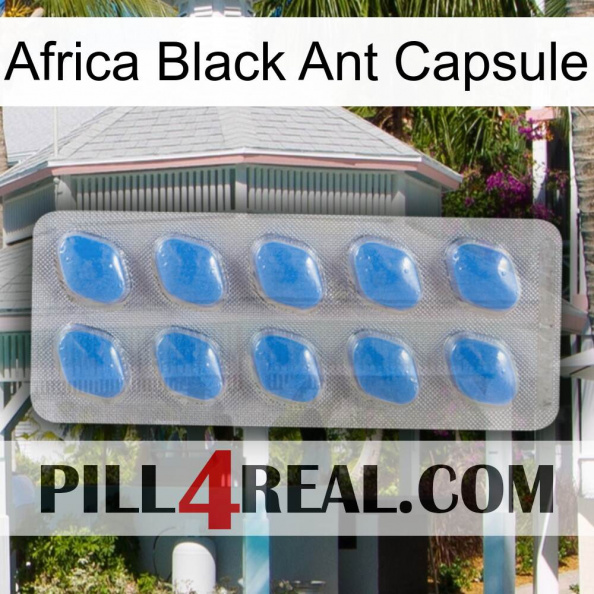 Africa Black Ant Capsule 22.jpg